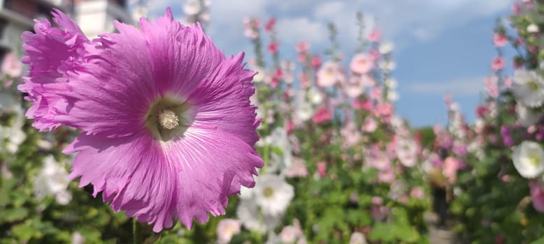 Hollyhocks blooming in Teipei City, Taiwan