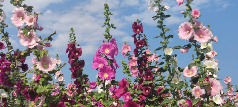 Hollyhocks blooming in Teipei City, Taiwan