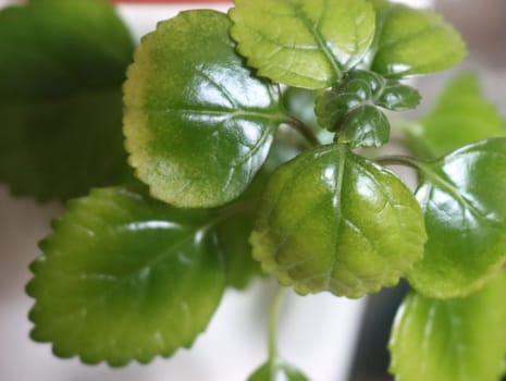 beautiful natural green money plant superstitions amulet beliefs