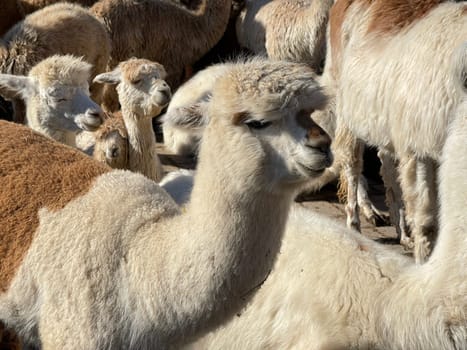 The llama,llama glama and alpacas are a species of camels. They are common in the South American Andes and are a pet form derived from the guanaco. The llama,llama glama and alpacas are a species of camels. They are distributed in the South American Andes and are a domestic species descended from the guanaco