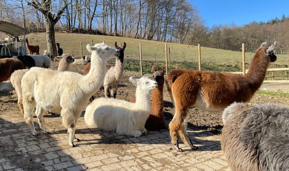 The llama,llama glama and alpacas are a species of camels. They are common in the South American Andes and are a pet form derived from the guanaco. The llama,llama glama and alpacas are a species of camels. They are distributed in the South American Andes and are a domestic species descended from the guanaco