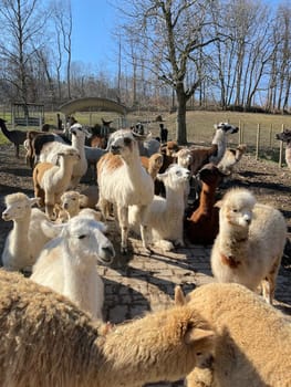 The llama,llama glama and alpacas are a species of camels. They are common in the South American Andes and are a pet form derived from the guanaco. The llama,llama glama and alpacas are a species of camels. They are distributed in the South American Andes and are a domestic species descended from the guanaco