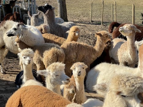 The llama,llama glama and alpacas are a species of camels. They are common in the South American Andes and are a pet form derived from the guanaco. The llama,llama glama and alpacas are a species of camels. They are distributed in the South American Andes and are a domestic species descended from the guanaco