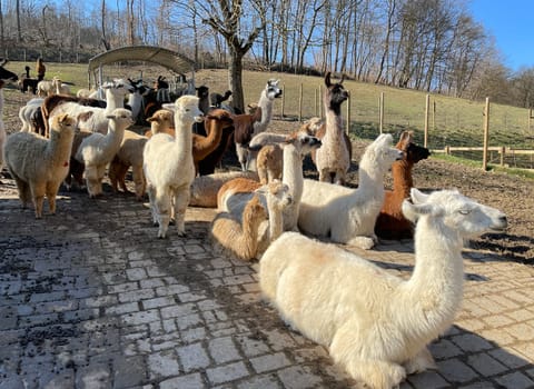 The llama,llama glama and alpacas are a species of camels. They are common in the South American Andes and are a pet form derived from the guanaco. The llama,llama glama and alpacas are a species of camels. They are distributed in the South American Andes and are a domestic species descended from the guanaco