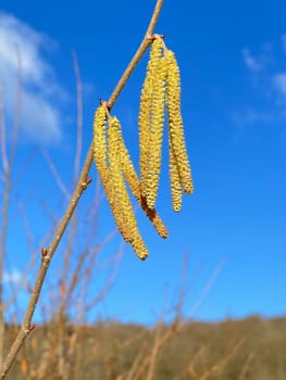 Hazelnut kitten,Corylus avellana,is a native bush or tree species that can trigger allergies. Hazelnut catkin,Corylus avellana,is a native bush or tree species that can cause allergies.