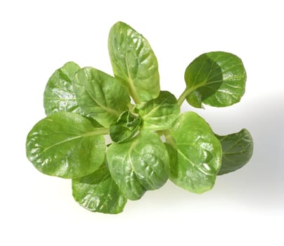 Asian salads are often available all year round. It is used as a salad as well as a vegetable side dish. Asian salads are often available all year round. It is used as a salad as well as a vegetable side dish.