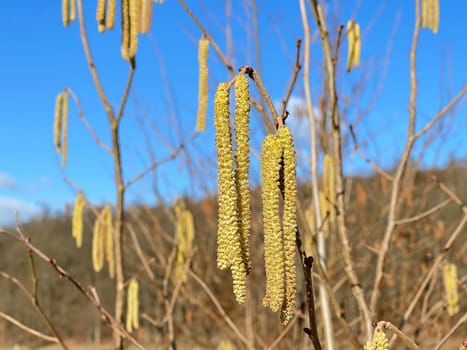 Hazelnut kitten,Corylus avellana,is a native bush or tree species that can trigger allergies. Hazelnut catkin,Corylus avellana,is a native bush or tree species that can cause allergies.