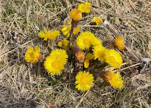 Coltsfoot,Tussilago Farfara and a medicinal plant with yellow aldermen. It occurs wild and is also used in medicine. Coltsfoot,Tussilago Farfara and a medicinal plant with yellow flowers. It occurs wild and is also used in medicine.