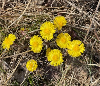 Coltsfoot,tussilago farfara and a medicinal plant with yellow brickets. It occurs wild and is also used in medicine. Coltsfoot,Tussilago Farfara and a medicinal plant with yellow flowers. It occurs wild and is also used in medicine.