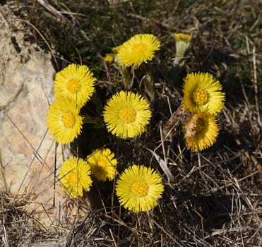 Coltsfoot,Tussilago Farfara and a medicinal plant with yellow aldermen. It occurs wild and is also used in medicine. Coltsfoot,Tussilago Farfara and a medicinal plant with yellow flowers. It occurs wild and is also used in medicine.