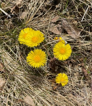 Coltsfoot,Tussilago Farfara and a medicinal plant with yellow aldermen. It occurs wild and is also used in medicine. Coltsfoot,Tussilago Farfara and a medicinal plant with yellow flowers. It occurs wild and is also used in medicine.