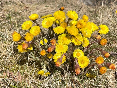 Coltsfoot,Tussilago Farfara and a medicinal plant with yellow aldermen. It occurs wild and is also used in medicine. Coltsfoot,Tussilago Farfara and a medicinal plant with yellow flowers. It occurs wild and is also used in medicine.