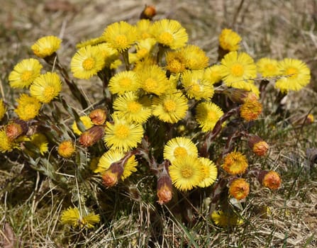 Coltsfoot,tussilago farfara and a medicinal plant with yellow brickets. It occurs wild and is also used in medicine. Coltsfoot,Tussilago Farfara and a medicinal plant with yellow flowers. It occurs wild and is also used in medicine.