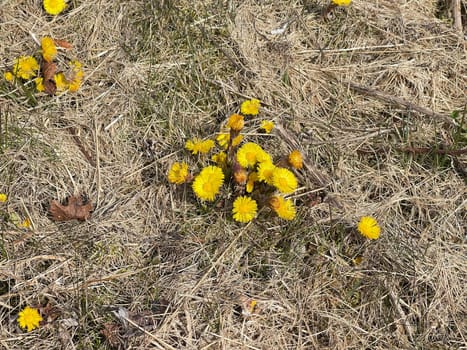 Coltsfoot,tussilago farfara and a medicinal plant with yellow brickets. It occurs wild and is also used in medicine. Coltsfoot,Tussilago Farfara and a medicinal plant with yellow flowers. It occurs wild and is also used in medicine.