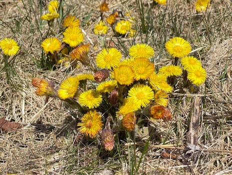 Coltsfoot,Tussilago Farfara and a medicinal plant with yellow aldermen. It occurs wild and is also used in medicine. Coltsfoot,Tussilago Farfara and a medicinal plant with yellow flowers. It occurs wild and is also used in medicine.