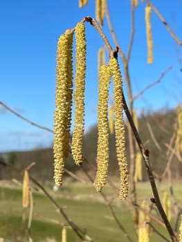 Hazelnut kitten,Corylus avellana,is a native bush or tree species that can trigger allergies. Hazelnut catkin,Corylus avellana,is a native bush or tree species that can cause allergies.
