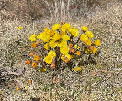 Coltsfoot,Tussilago Farfara and a medicinal plant with yellow aldermen. It occurs wild and is also used in medicine. Coltsfoot,Tussilago Farfara and a medicinal plant with yellow flowers. It occurs wild and is also used in medicine.