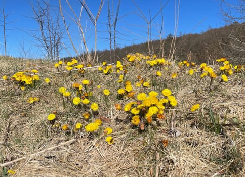 Coltsfoot,Tussilago Farfara and a medicinal plant with yellow aldermen. It occurs wild and is also used in medicine. Coltsfoot,Tussilago Farfara and a medicinal plant with yellow flowers. It occurs wild and is also used in medicine.