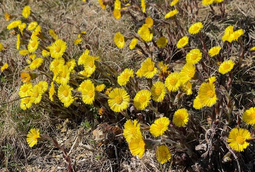 Coltsfoot,Tussilago Farfara and a medicinal plant with yellow aldermen. It occurs wild and is also used in medicine. Coltsfoot,Tussilago Farfara and a medicinal plant with yellow flowers. It occurs wild and is also used in medicine.