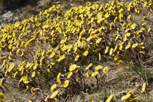 Coltsfoot,tussilago farfara and a medicinal plant with yellow brickets. It occurs wild and is also used in medicine. Coltsfoot,Tussilago Farfara and a medicinal plant with yellow flowers. It occurs wild and is also used in medicine.