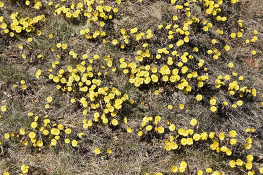 Coltsfoot,Tussilago Farfara and a medicinal plant with yellow aldermen. It occurs wild and is also used in medicine. Coltsfoot,Tussilago Farfara and a medicinal plant with yellow flowers. It occurs wild and is also used in medicine.