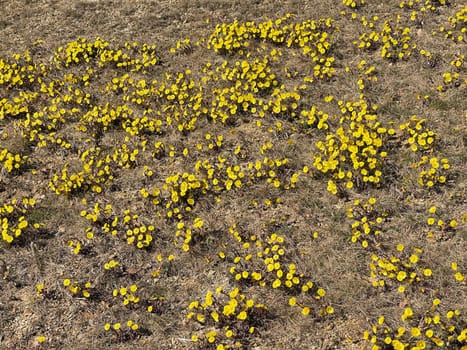 Coltsfoot,Tussilago Farfara and a medicinal plant with yellow aldermen. It occurs wild and is also used in medicine. Coltsfoot,Tussilago Farfara and a medicinal plant with yellow flowers. It occurs wild and is also used in medicine.