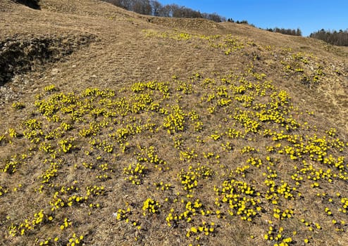 Coltsfoot,Tussilago Farfara and a medicinal plant with yellow aldermen. It occurs wild and is also used in medicine. Coltsfoot,Tussilago Farfara and a medicinal plant with yellow flowers. It occurs wild and is also used in medicine.