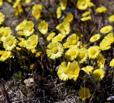 Coltsfoot,tussilago farfara and a medicinal plant with yellow brickets. It occurs wild and is also used in medicine. Coltsfoot,Tussilago Farfara and a medicinal plant with yellow flowers. It occurs wild and is also used in medicine.