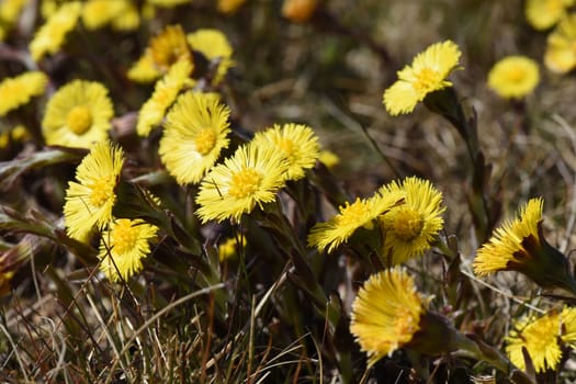 Coltsfoot,Tussilago Farfara and a medicinal plant with yellow aldermen. It occurs wild and is also used in medicine. Coltsfoot,Tussilago Farfara and a medicinal plant with yellow flowers. It occurs wild and is also used in medicine.