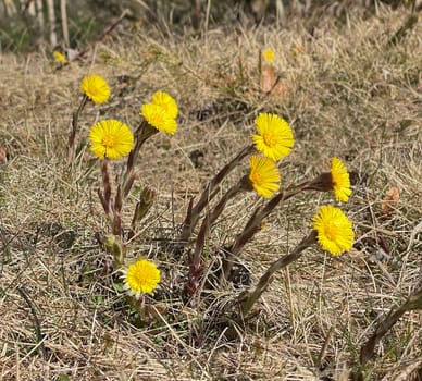 Coltsfoot,Tussilago Farfara and a medicinal plant with yellow aldermen. It occurs wild and is also used in medicine. Coltsfoot,Tussilago Farfara and a medicinal plant with yellow flowers. It occurs wild and is also used in medicine.