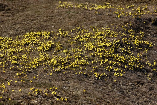 Coltsfoot,Tussilago Farfara and a medicinal plant with yellow aldermen. It occurs wild and is also used in medicine. Coltsfoot,Tussilago Farfara and a medicinal plant with yellow flowers. It occurs wild and is also used in medicine.