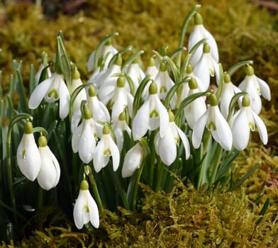 Snow globchen,Galanthus nivalis,is a flower that blooms in winter and an important medicinal plant. Snowdrop,Galanthus nivalis,is a flower that blooms in winter and is an important medicinal plant.