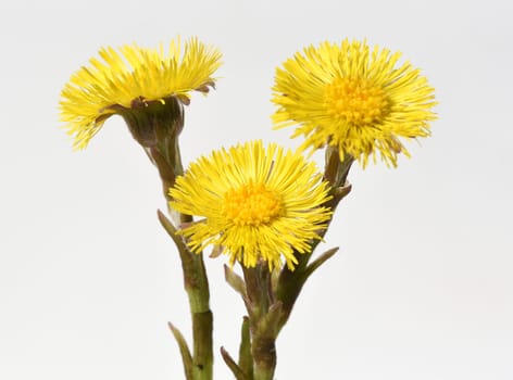 Coltsfoot,tussilago farfara and a medicinal plant with yellow brickets. It occurs wild and is also used in medicine. Coltsfoot,Tussilago Farfara and a medicinal plant with yellow flowers. It occurs wild and is also used in medicine.