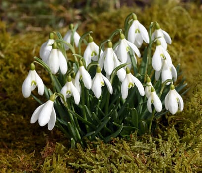 Snow globchen,Galanthus nivalis,is a flower that blooms in winter and an important medicinal plant. Snowdrop,Galanthus nivalis,is a flower that blooms in winter and is an important medicinal plant.