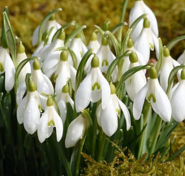 Snow globchen,Galanthus nivalis,is a flower that blooms in winter and an important medicinal plant. Snowdrop,Galanthus nivalis,is a flower that blooms in winter and is an important medicinal plant.