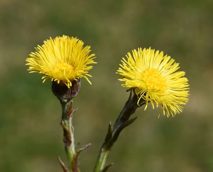 Coltsfoot,Tussilago Farfara and a medicinal plant with yellow aldermen. It occurs wild and is also used in medicine. Coltsfoot,Tussilago Farfara and a medicinal plant with yellow flowers. It occurs wild and is also used in medicine.