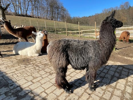 The llama,llama glama and alpacas are a species of camels. They are common in the South American Andes and are a pet form derived from the guanaco. The llama,llama glama and alpacas are a species of camels. They are distributed in the South American Andes and are a domestic species descended from the guanaco