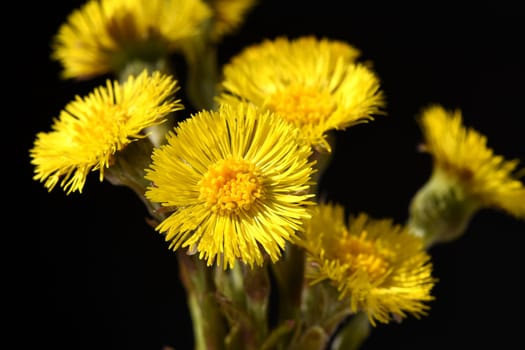 Coltsfoot,tussilago farfara and a medicinal plant with yellow brickets. It occurs wild and is also used in medicine. Coltsfoot,Tussilago Farfara and a medicinal plant with yellow flowers. It occurs wild and is also used in medicine.