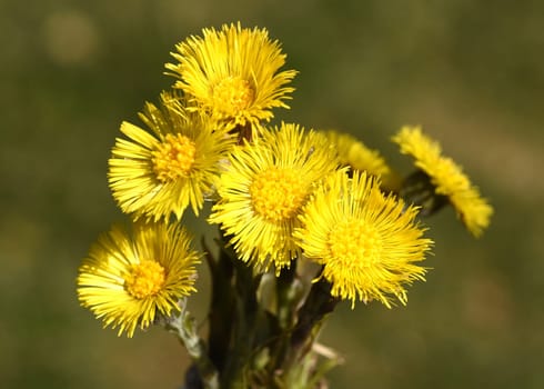 Coltsfoot,Tussilago Farfara and a medicinal plant with yellow aldermen. It occurs wild and is also used in medicine. Coltsfoot,Tussilago Farfara and a medicinal plant with yellow flowers. It occurs wild and is also used in medicine.