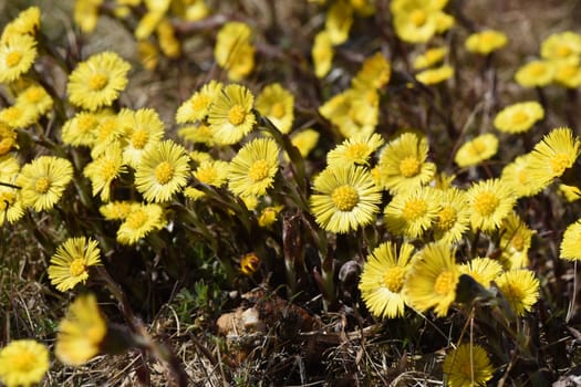 Coltsfoot,tussilago farfara and a medicinal plant with yellow brickets. It occurs wild and is also used in medicine. Coltsfoot,Tussilago Farfara and a medicinal plant with yellow flowers. It occurs wild and is also used in medicine.