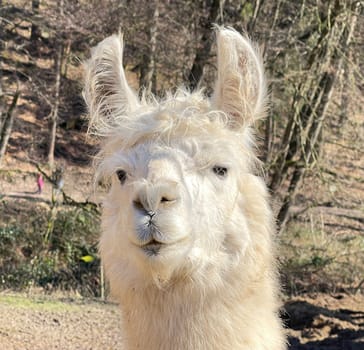 The llama,llama glama and alpacas are a species of camels. They are common in the South American Andes and are a pet form derived from the guanaco. The llama,llama glama and alpacas are a species of camels. They are distributed in the South American Andes and are a domestic species descended from the guanaco