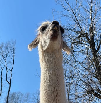 The llama,llama glama and alpacas are a species of camels. They are common in the South American Andes and are a pet form derived from the guanaco. The llama,llama glama and alpacas are a species of camels. They are distributed in the South American Andes and are a domestic species descended from the guanaco