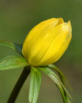 Winterling,Eranthis hyemalis,is a flower that blooms in winter and has yellow blues. Winterling,Eranthis hyemalis,is a flower that blooms in winter and has yellow flowers.