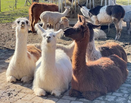 The llama,llama glama and alpacas are a species of camels. They are common in the South American Andes and are a pet form derived from the guanaco. The llama,llama glama and alpacas are a species of camels. They are distributed in the South American Andes and are a domestic species descended from the guanaco