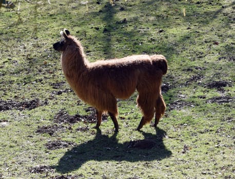 The llama,llama glama and alpacas are a species of camels. They are common in the South American Andes and are a pet form derived from the guanaco. The llama,llama glama and alpacas are a species of camels. They are distributed in the South American Andes and are a domestic species descended from the guanaco