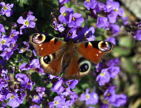 Butterflies are insects with large flugels. Butterflies are insects with large wings.