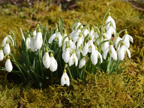Snow globchen,Galanthus nivalis,is a flower that blooms in winter and an important medicinal plant. Snowdrop,Galanthus nivalis,is a flower that blooms in winter and is an important medicinal plant.