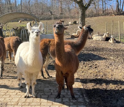 The llama,llama glama and alpacas are a species of camels. They are common in the South American Andes and are a pet form derived from the guanaco. The llama,llama glama and alpacas are a species of camels. They are distributed in the South American Andes and are a domestic species descended from the guanaco
