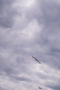 Seagull flying in cloudy sky at day. seagull flying among the clouds.