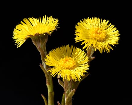 Coltsfoot,tussilago farfara and a medicinal plant with yellow brickets. It occurs wild and is also used in medicine. Coltsfoot,Tussilago Farfara and a medicinal plant with yellow flowers. It occurs wild and is also used in medicine.